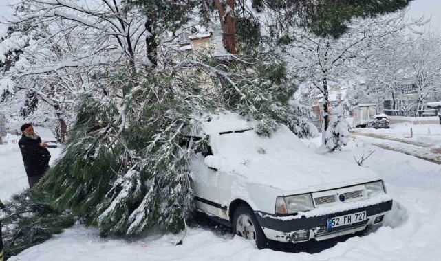 Ordu'da kar yağışı nedeniyle 2 noktada ağaç yıkıldı