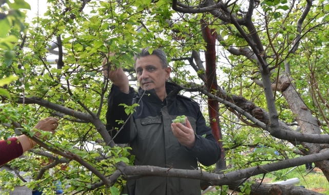 ORKÖY desteğinde üretilen eriklerin hasadı yapıldı
