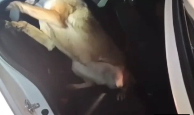 Otomobilin direğine zulalanmış uyuşturucuyla yakalanan 3 sanığa ceza yağdı