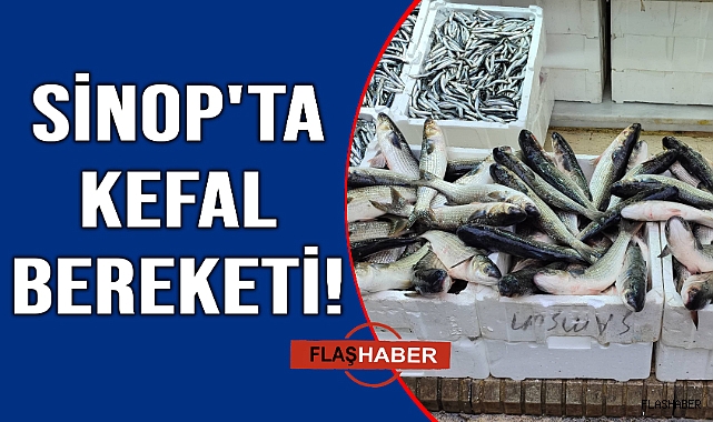Sinop'ta balıkçıların yüzü kefal avıyla güldü