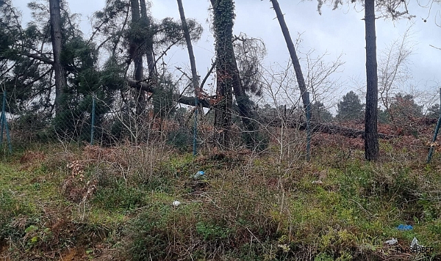Sinop'ta fırtına yıktı geçirdi