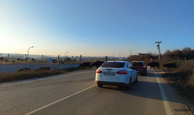 Sinop'ta trafiğe 'büyükbaş' engeli