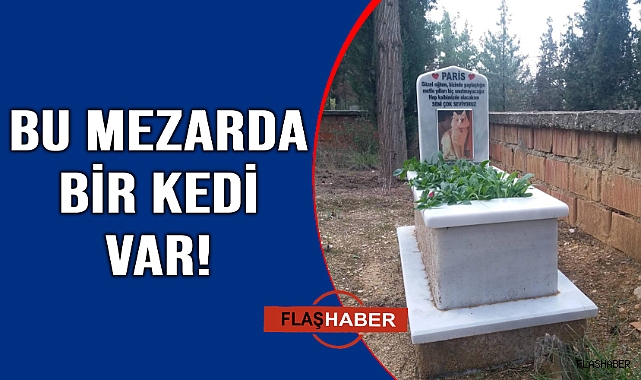 Sinoplu hayvansever kedisi için özel mezar yaptırdı