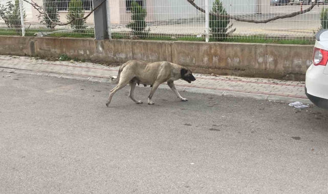 Sokak köpekleri kadına saldırdı: O anlar kamerada