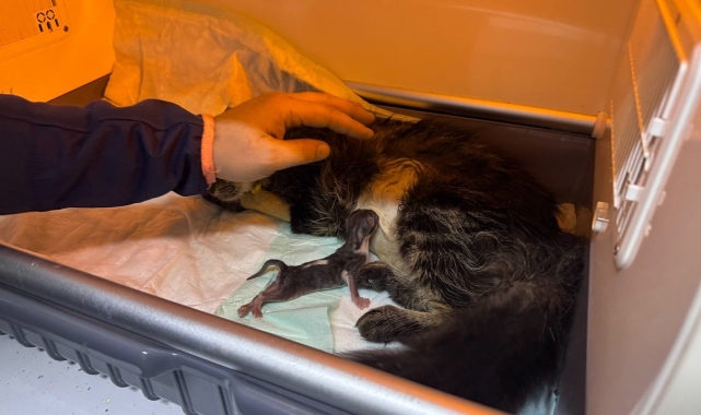 Sokakta bulunan hamile kedi ameliyatla kurtarıldı
