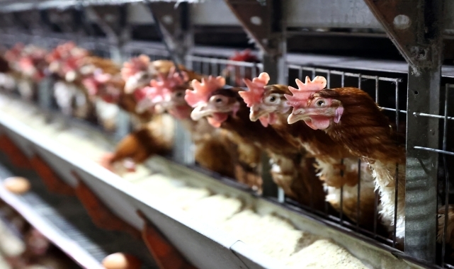 Tavuk eti ve yumurtadaki nanoplastiklerin insan sağlığına etkisi araştırılıyor