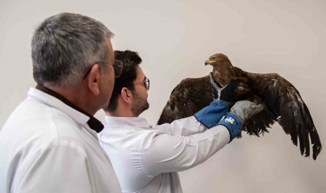 Yaralı kaya kartalı, Selçuk Üniversitesinde tedavi ediliyor