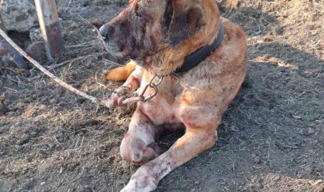 Yasa dışı köpek dövüşüne JASAT 'dur' dedi