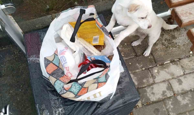 Yavru köpek soğukta "Sahiplenin" notuyla durağa bırakıldı