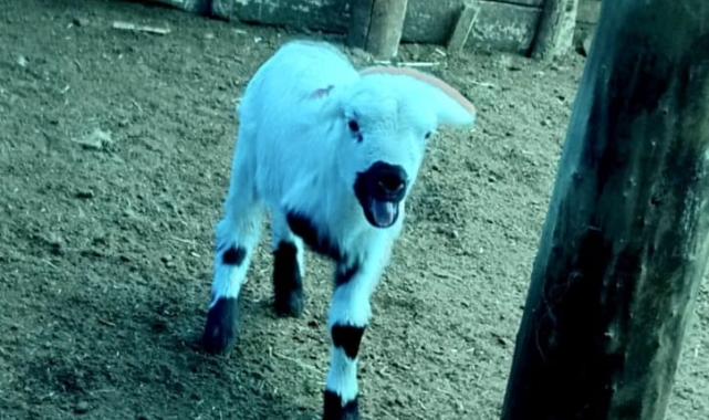 Yeni doğan kuzu görenleri hayrete düşürdü: 3 bacağı var