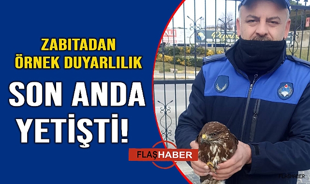 Zabıtanın dikkati doğanı kurtardı