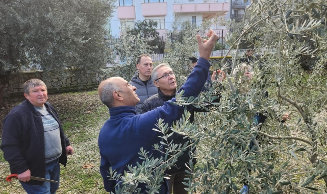 Zeytin budamayı uygulamalı öğrendiler