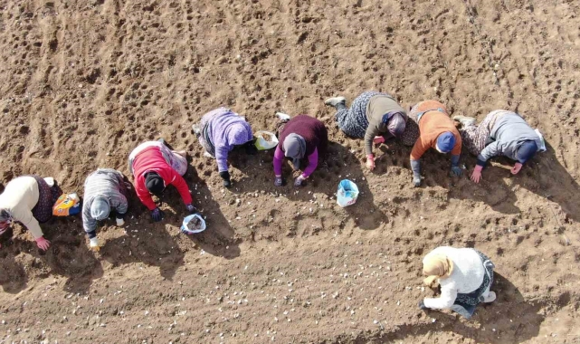 35 yıldır sarımsak tarlalarında çalışan kadın: "Düğüne gider gibi sarımsak tarlasına geliyorum"