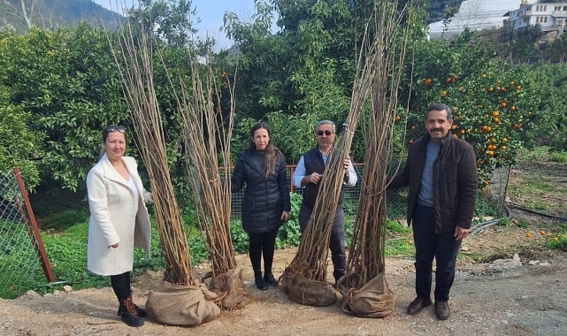 Alanya'da 7 üreticiye dut fidanı desteği