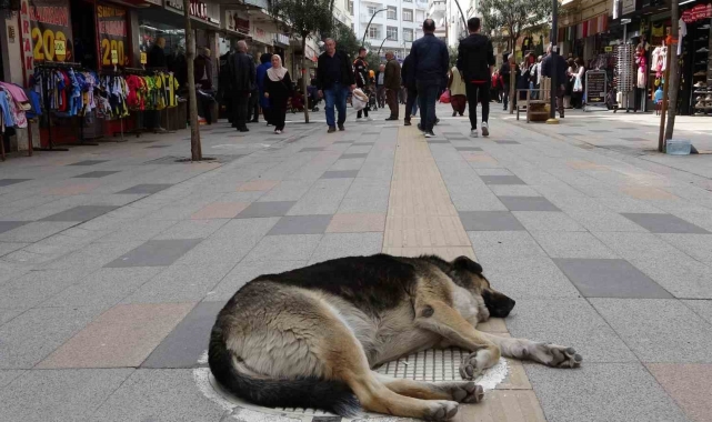Altınordu'da sokak köpekleri esnaf ve vatandaşları bezdirdi