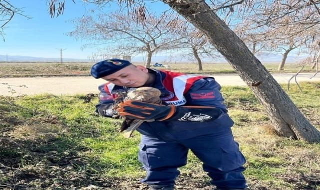 Amasya'da jandarma tarafından yaralı halde bulunan şahin tedavi altına alındı
