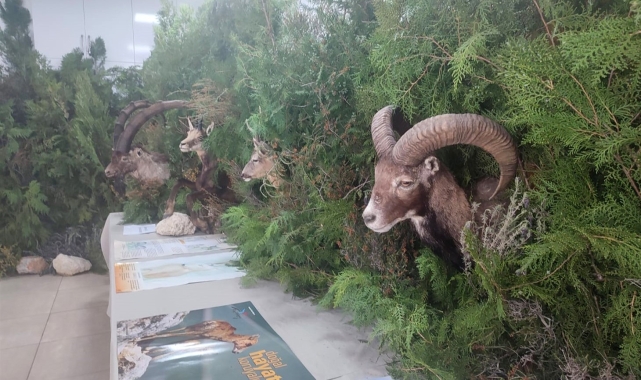 Anamur'da 'Orman Ekosistemi' temalı sergi açıldı