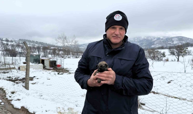 Anneleri ölen yavru kurt köpeklerine Kangal köpeği annelik etti