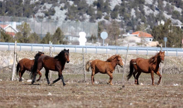 Antalya'da yılkı atları havadan görüntülendi