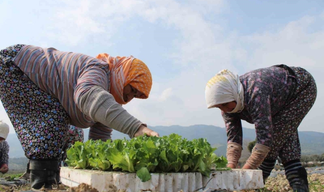 Aydın'da yaz marulları toprakla buluştu