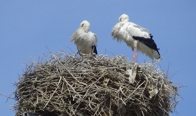 Baharın müjdecisi leylekler Iğdır'a gelmeye başladı