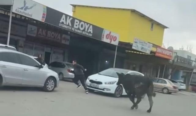 Batman'da sanayi sitesine giren inek esnafa zor anlar yaşattı