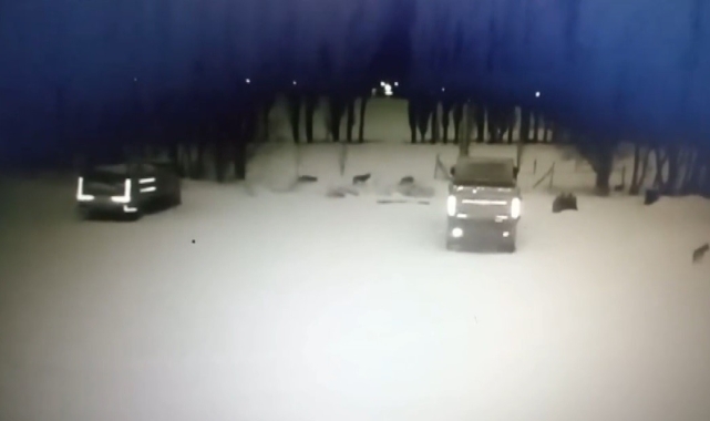 Bayburt'ta kurt sürüsü köpeği telef etti