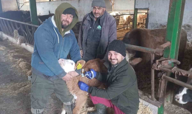 Beyşehir'de şap aşısı kampanyası sürüyor