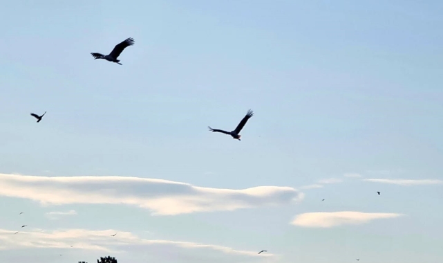 Beyşehir'e baharı müjdeleyerek gelmeye başladılar