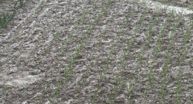 Bolu'da dolu etkili oldu