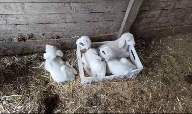 Burdur'da bir koyun tek seferde 4 erkek kuzu doğurdu