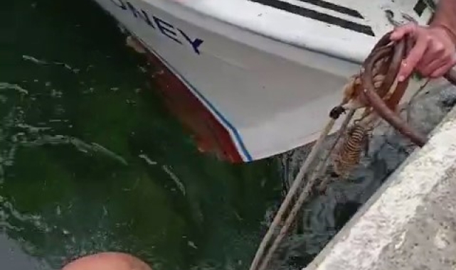 Çanakkale'de denize düşen kediyi, balıkçı kurtardı