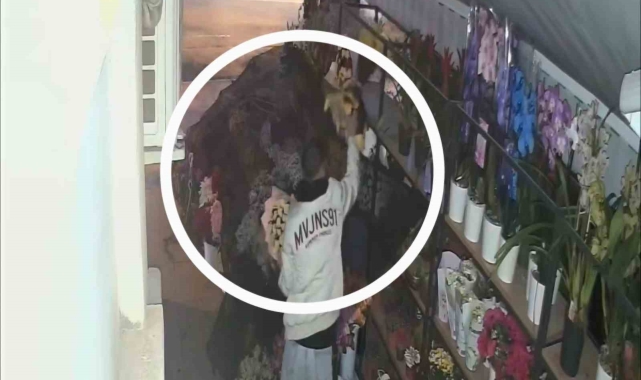 Çiçekçiden 5 bin liralık çiçek çalan hırsız güvenlik kamerasına yakalandı