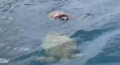 Çifte kumru caretta carettalar balıkçıların kamerasında