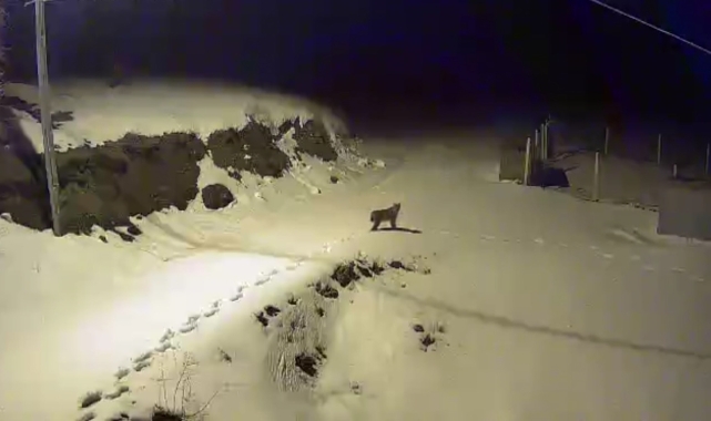 Çorum'da yiyecek arayan vaşak güvenlik kamerasınca görüntülendi