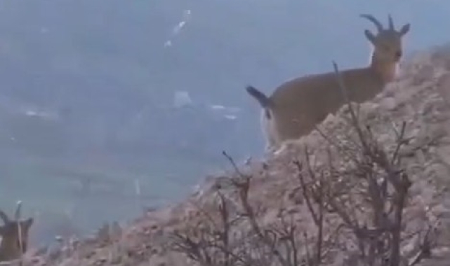 Dağ keçilerini görüntülemek için keçi gibi tırmandı