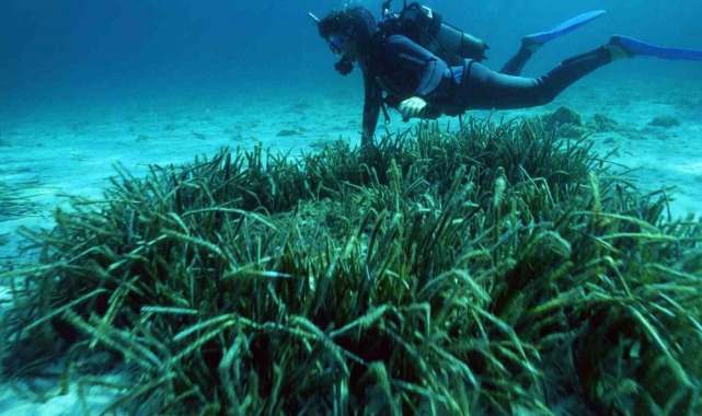 Denizin akciğerleri tehlike altında