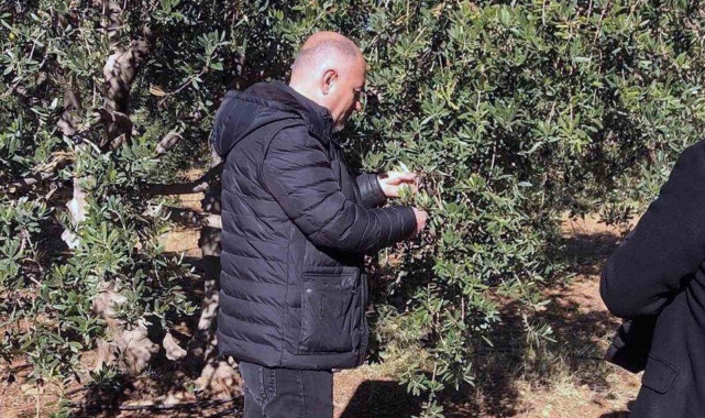 Derik'te zeytin dalı kanseri ile mücadele için eğitim ve ilaç desteği başlatıldı