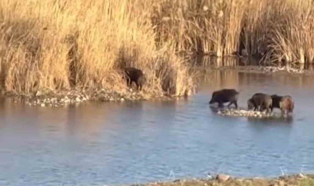 Dicle Nehri'nde domuz sürüsü görüntülendi