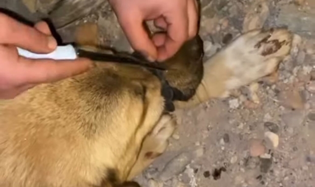 Diyarbakır'da ağzı bağlanan köpeği, polis ve vatandaşlar kurtardı