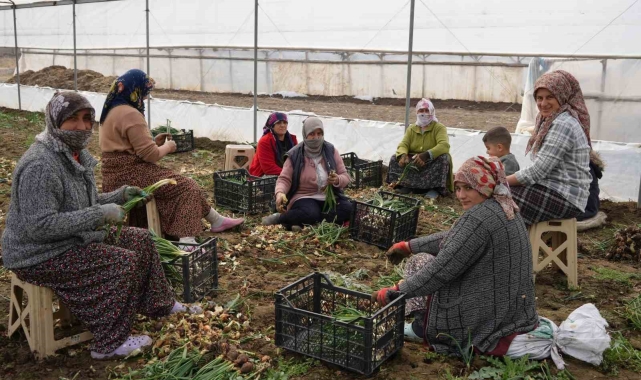 Doğu illeri karla mücadele ederken Iğdır'da seralarda üretim yapılıyor