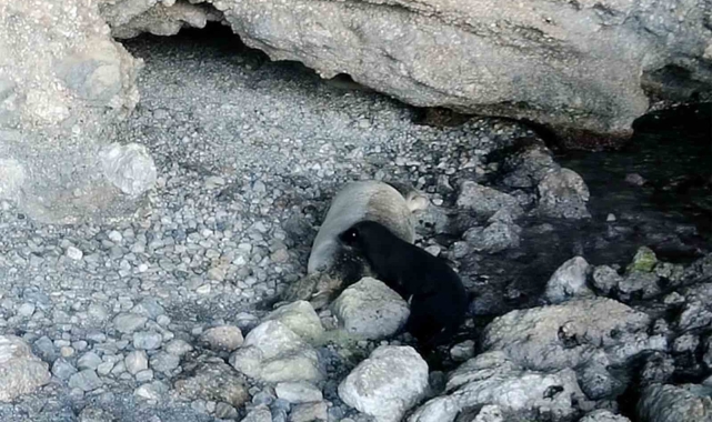'Dünya Fok Günü'nde yeni doğmuş 'Akdeniz keşiş foku' görüntülendi