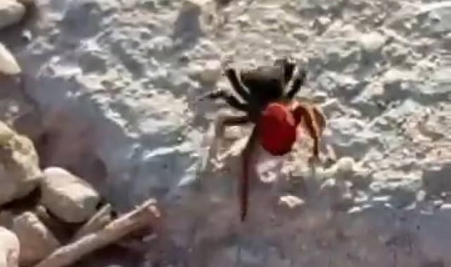 Elazığ'da zehirli örümcek görüldü