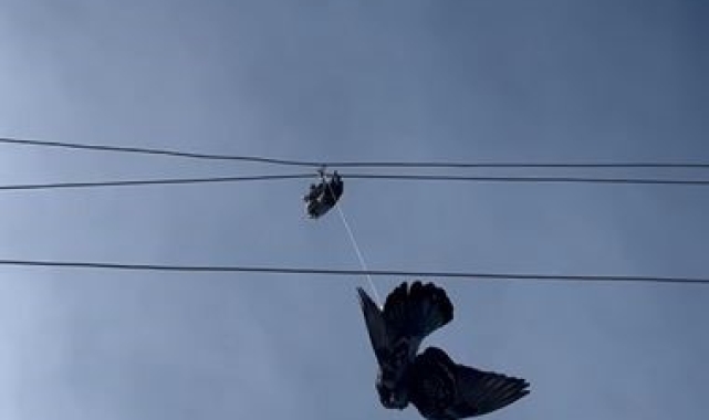 Elektrik tellerine takılan güvercin için seferber oldular