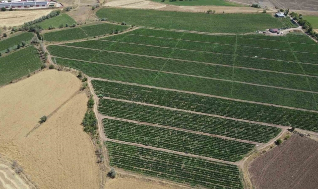 Erzincan çiftçisine hibeli domates fidesi temin edilecek