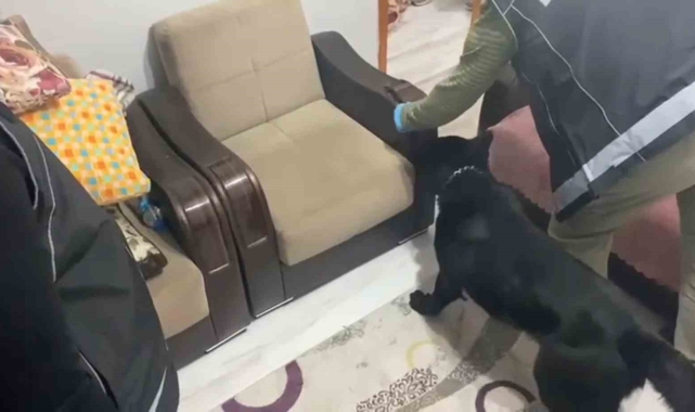 Evdeki koltuğa zulalanmış metamfetamini narkotik köpeği Tony buldu