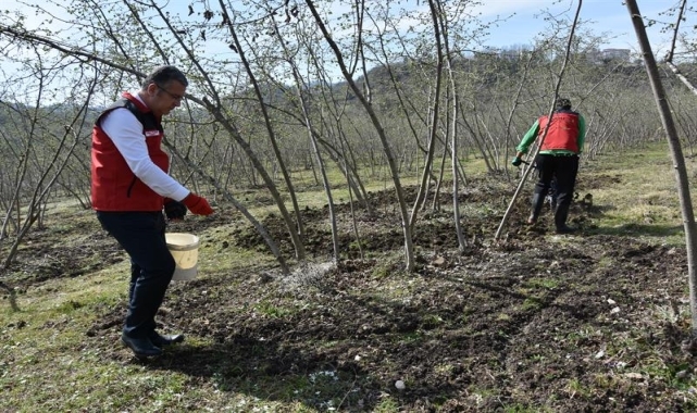Fındık üretiminde doğru gübreleme verim ve kaliteyi artırıyor