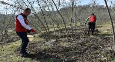 Fındık üretiminde doğru gübreleme verim ve kaliteyi artırıyor