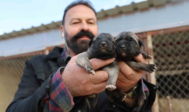 Geleceğin Anadolu Aslanları, bu yıl erken dünyaya geldi