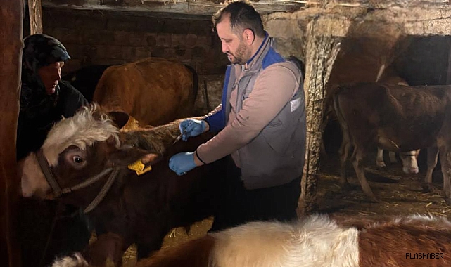 Gerze'de şap hastalığına karşı etkin mücadele